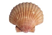 sea-shell