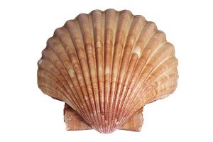 sea-shell